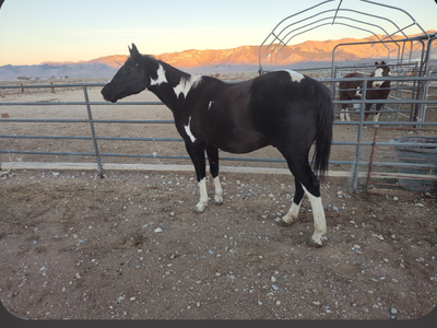 17 Yr Old Black Tobiano APHA Gelding – BW Snapshot Bloodlines