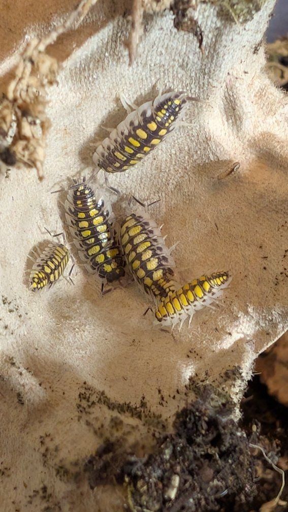 High Yellow Isopods (mini titans)
