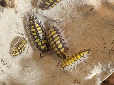 High Yellow Isopods (mini titans)