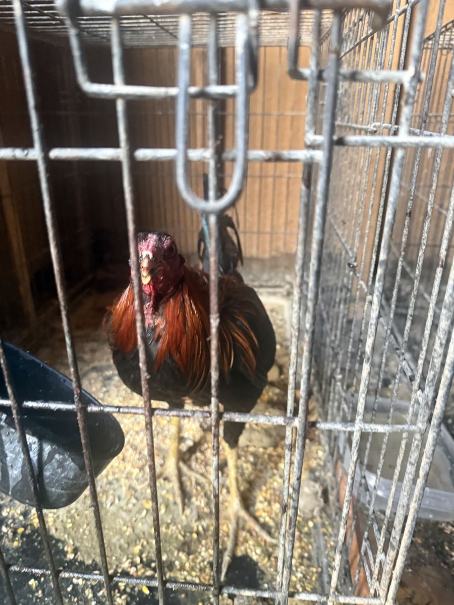 Free chickens. Must take all