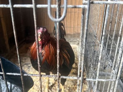 Free chickens. Must take all