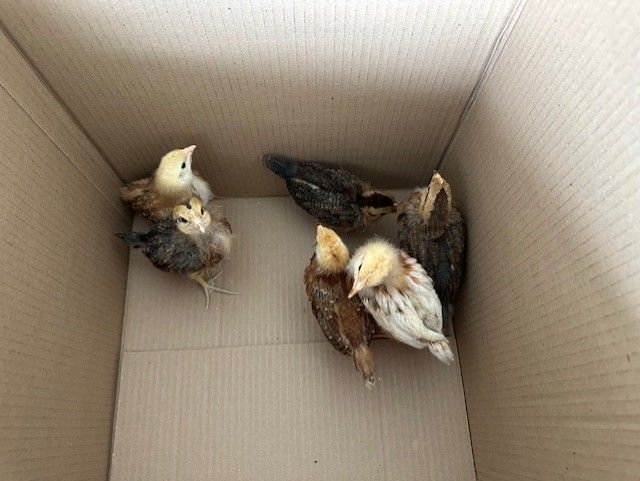 3 week old chicks - Rhode Island Red, Americana (Easter Egger), Golden Comet, Olive Egger