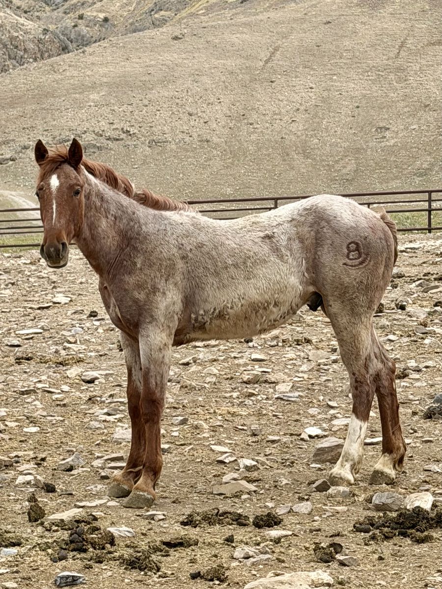 Red Roan 1/2 Draft Colt