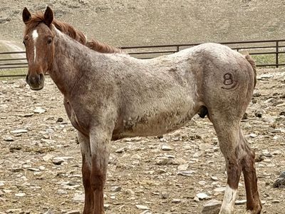 Red Roan 1/2 Draft Colt