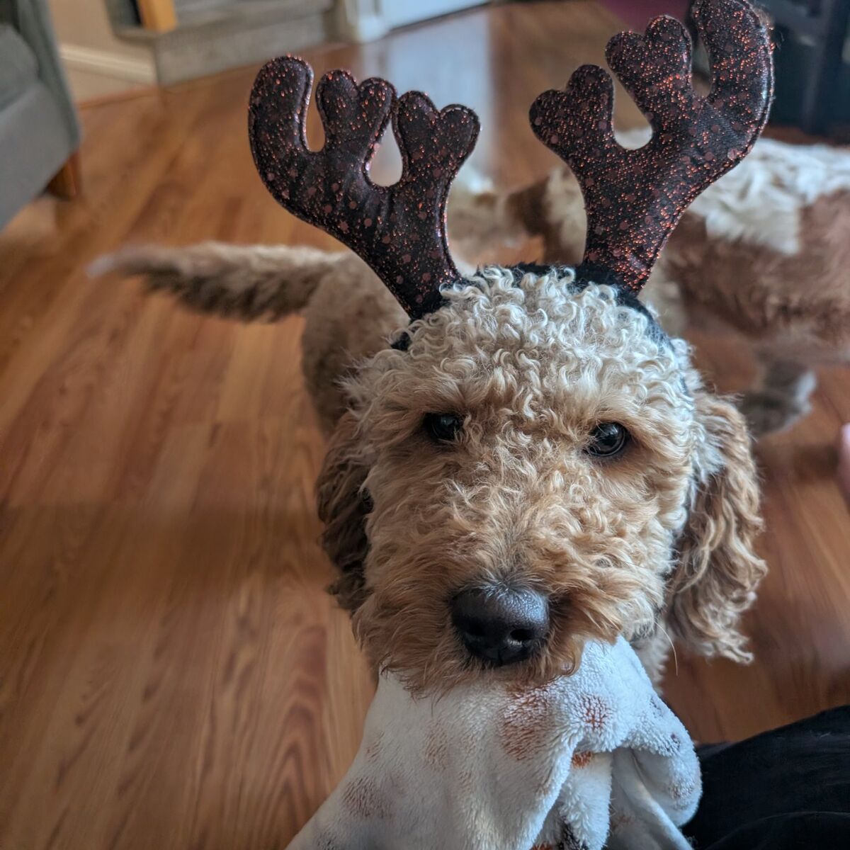 Mini Golden Doodle Stud Services