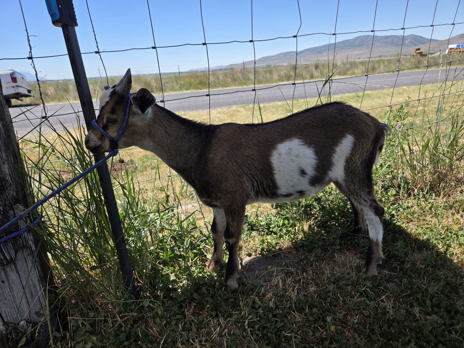 3 ½ Month Old Nubian Bucks