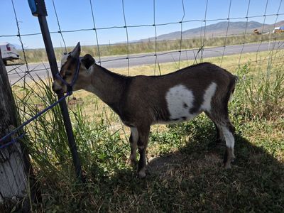 3 ½ Month Old Nubian Bucks