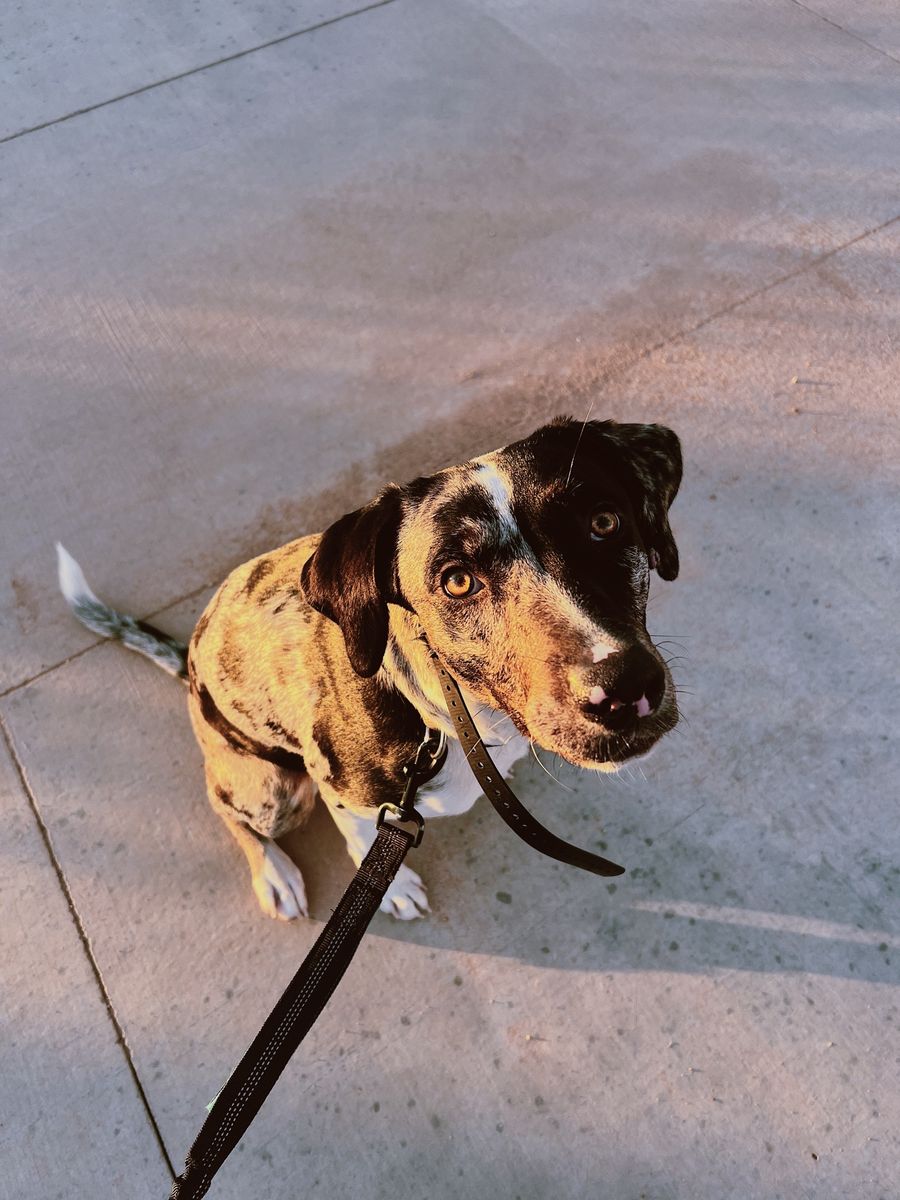 Catahoula Leopard Dog (1 Yr Girl)