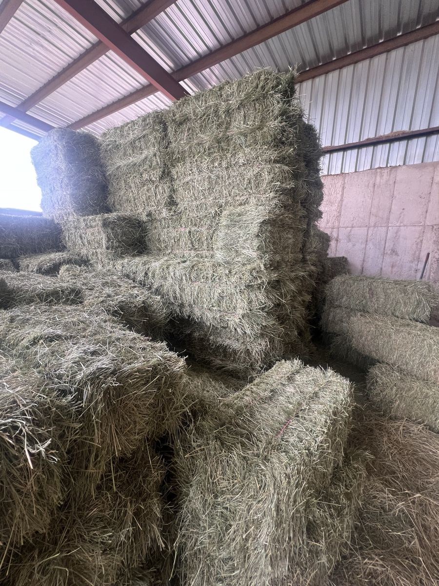 Grass hay