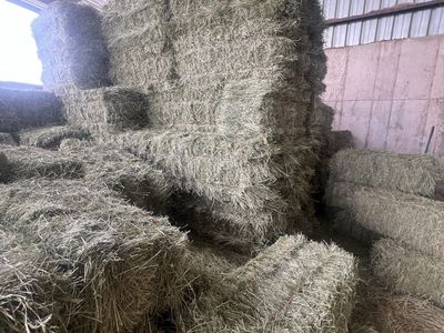 Grass hay