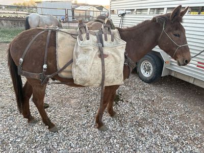 Pack Mule for sale