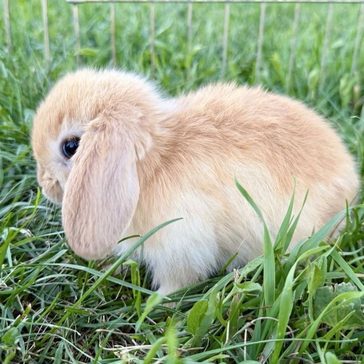 Purebred Holland Lop