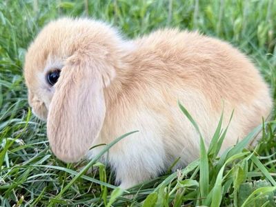 Purebred Holland Lop