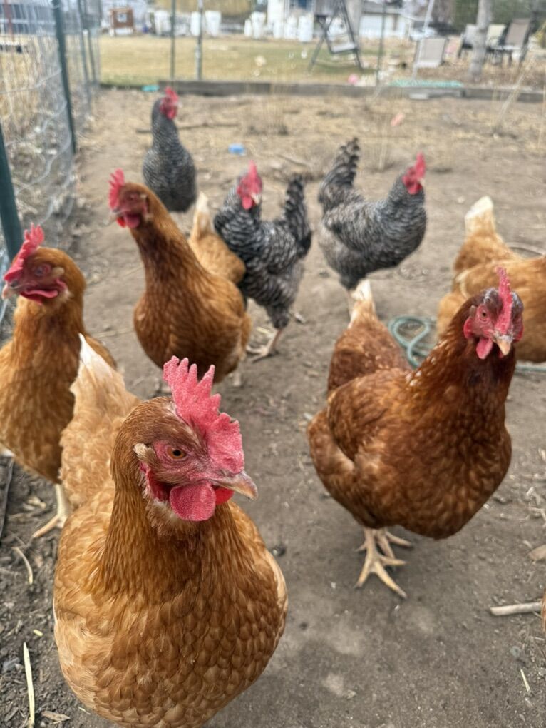 6 Red Sexlink Hens