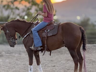 6 year old gelding