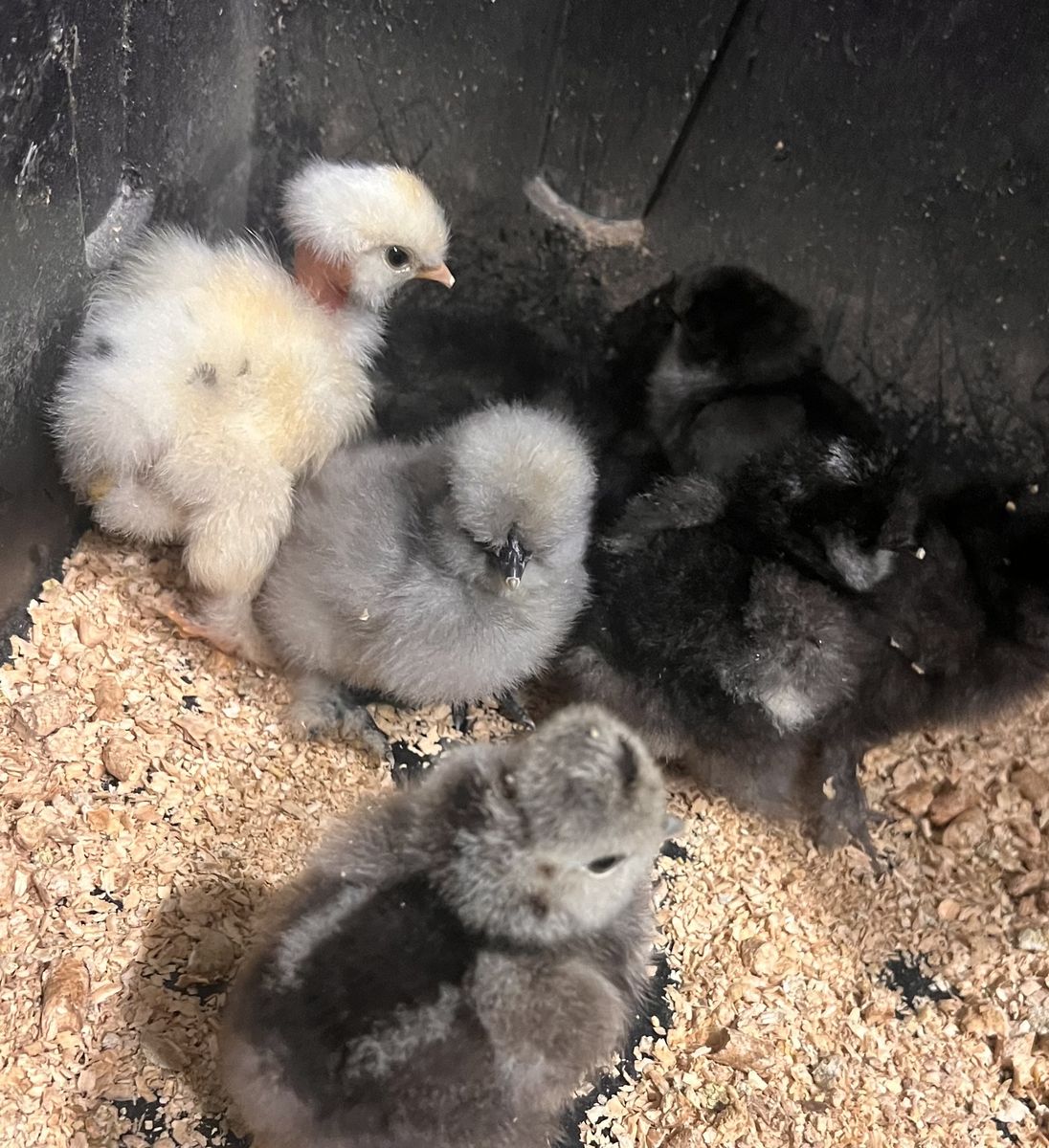Silkie and Satin Chicks!