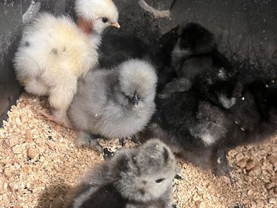 Silkie and Satin Chicks!
