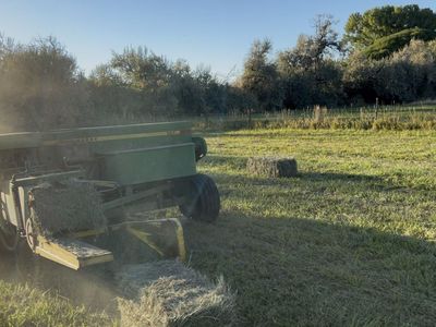 Grass Hay for Sale
