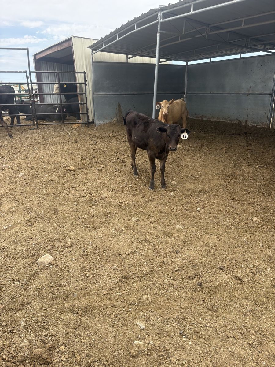 WAGYU HEIFER CALF