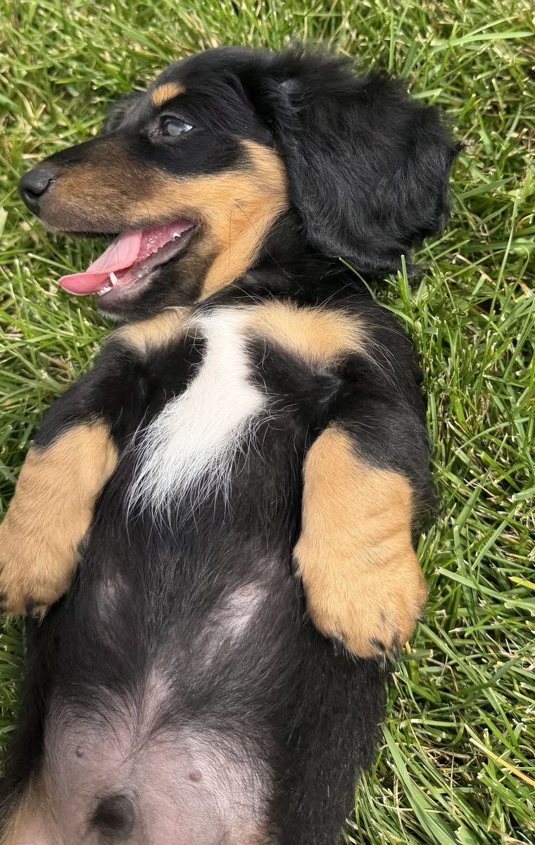 Dachshunds available today 