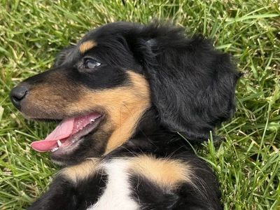 Dachshunds available today