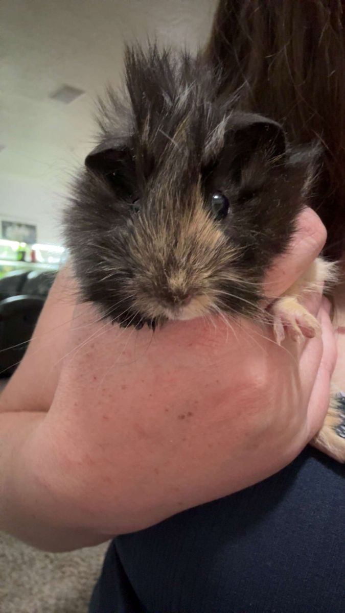 Male guinea pig