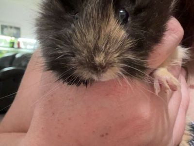 Male guinea pig