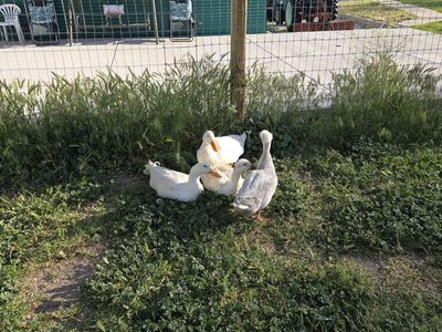 2 peaking ducks