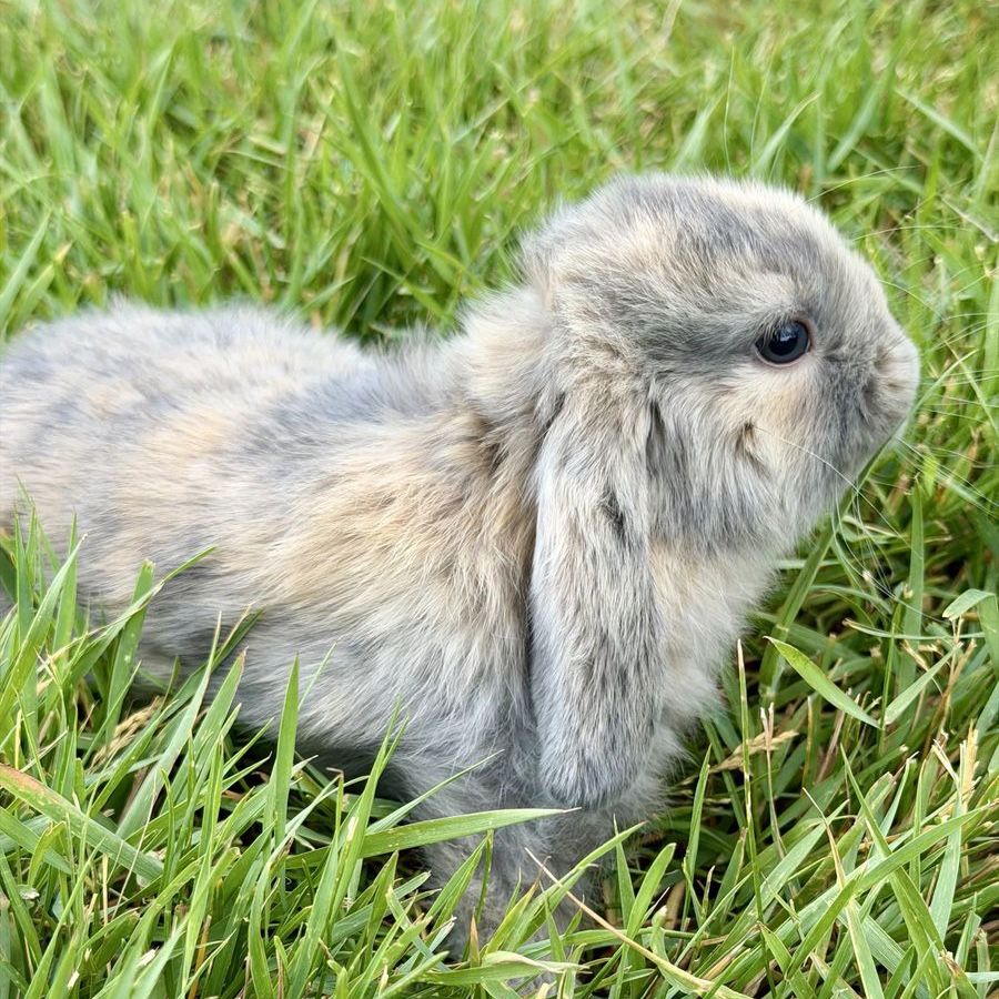 Holland Lop Doe *CAN MEET ON THE WAY TO SALT LAKE ON 7/17*