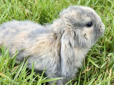 Holland Lop Doe *CAN MEET ON THE WAY TO SALT LAKE ON 7/17*