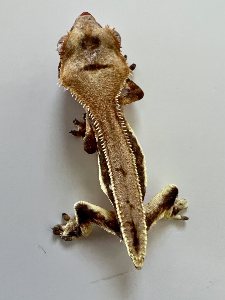 Lilly WhIte Crested Gecko