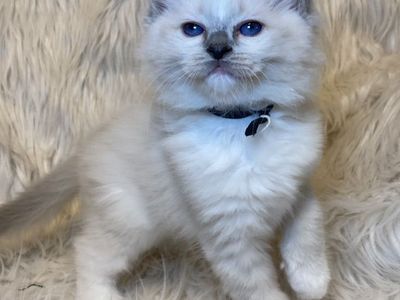 GORGEOUS PUREBRED REGISTERED RAGDOLL KITTENS