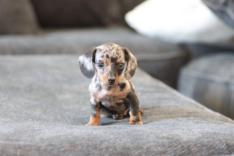 Purebread mini dachshund female!