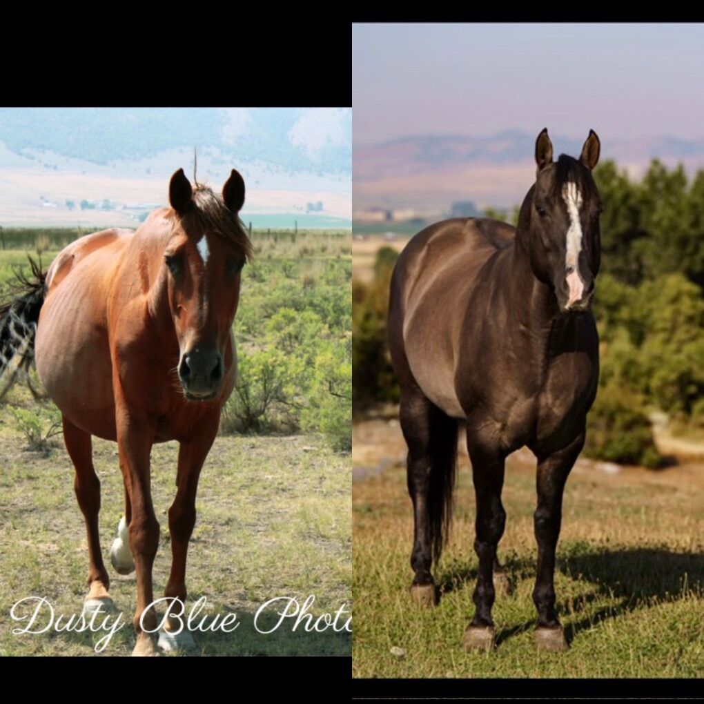 Sierra X Hesa SailinPerty In-UteroFoal Due 3/24/26