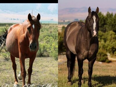 Sierra X Hesa SailinPerty In-UteroFoal Due 3/24/26