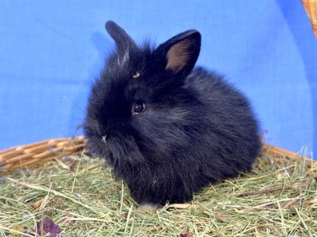 Sweet 5-Week-Old Lionhead / Holland Lop Mix Bunny!