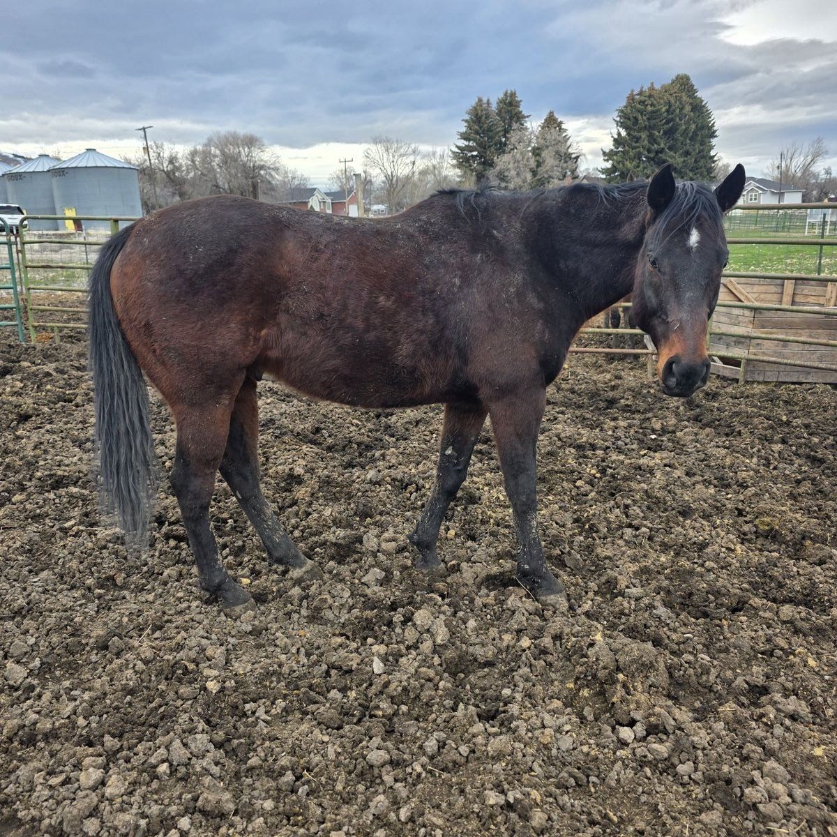 16H OTTB Bay gelding