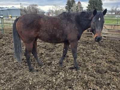 16H OTTB Bay gelding