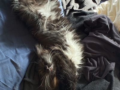 Adorable 8-Week-Old black/white Female Kitten