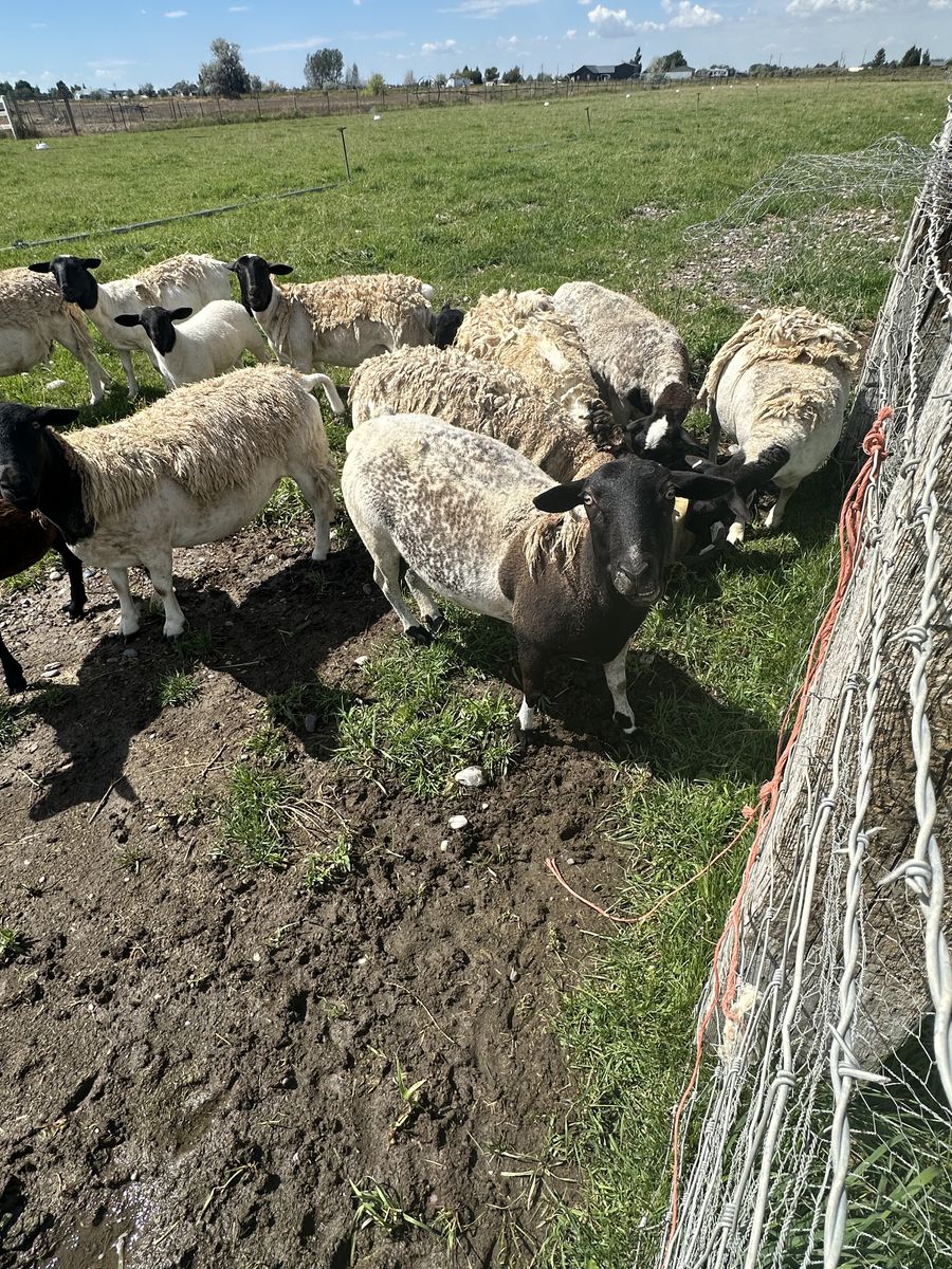 Dorper Purebred and 2 Mix