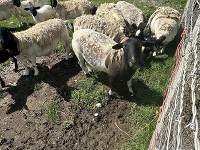 Dorper Purebred and 2 Mix