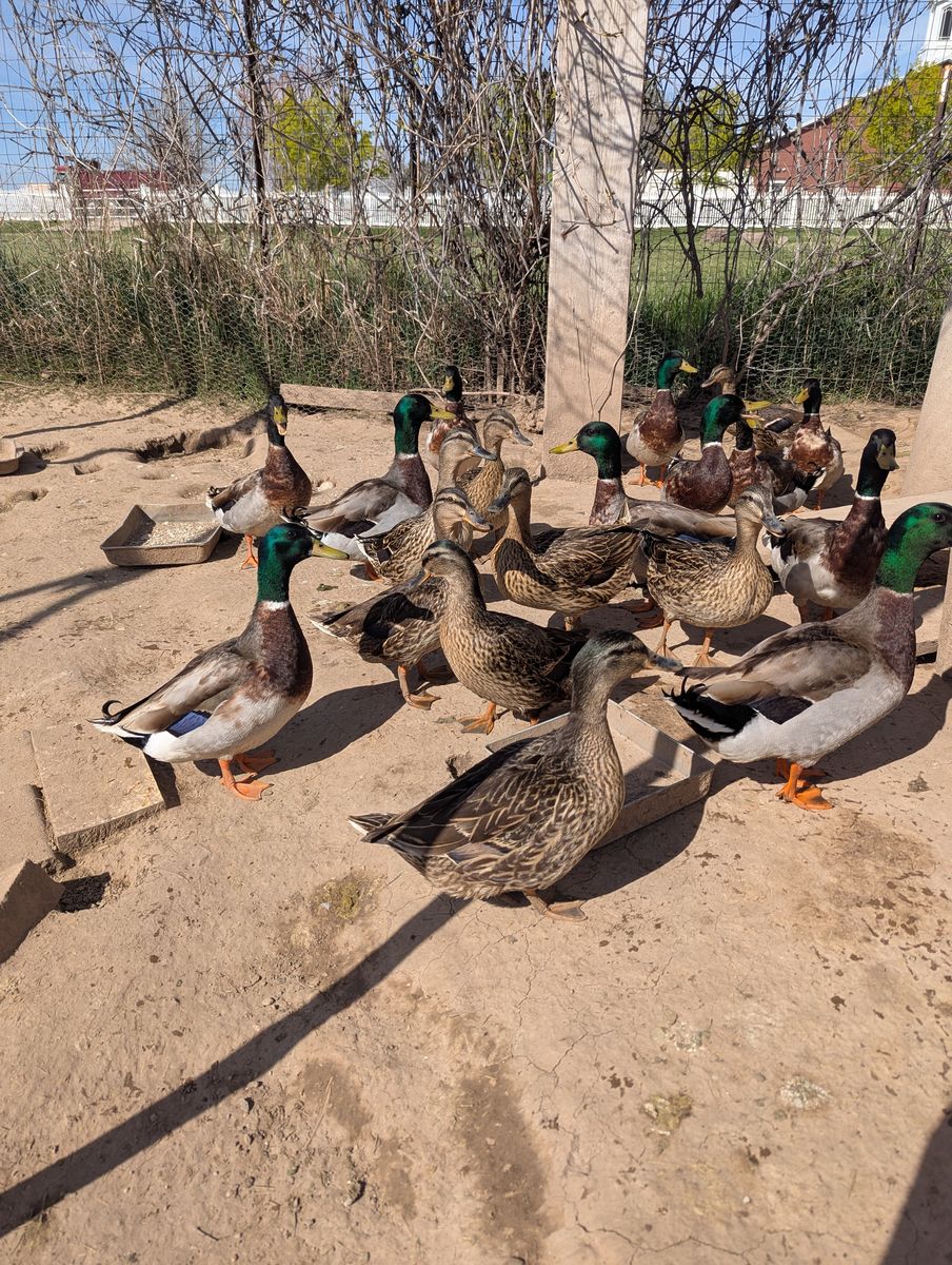 Mallard Ducks