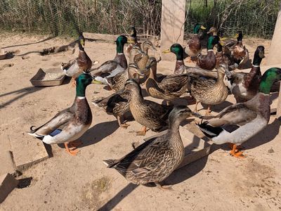 Mallard Ducks