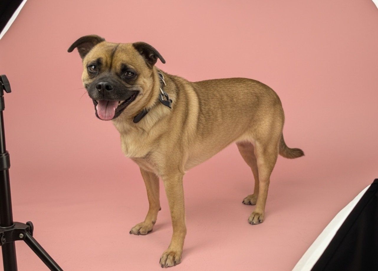 Meet Penelope the Pug-ish