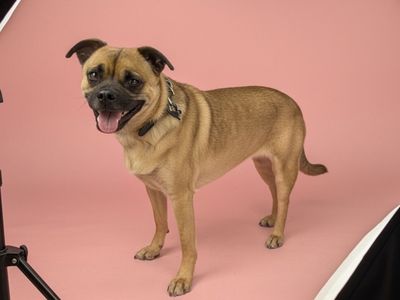 Meet Penelope the Pug-ish