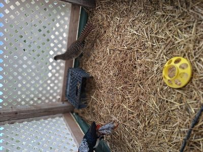 lady Amherst pheasant pair