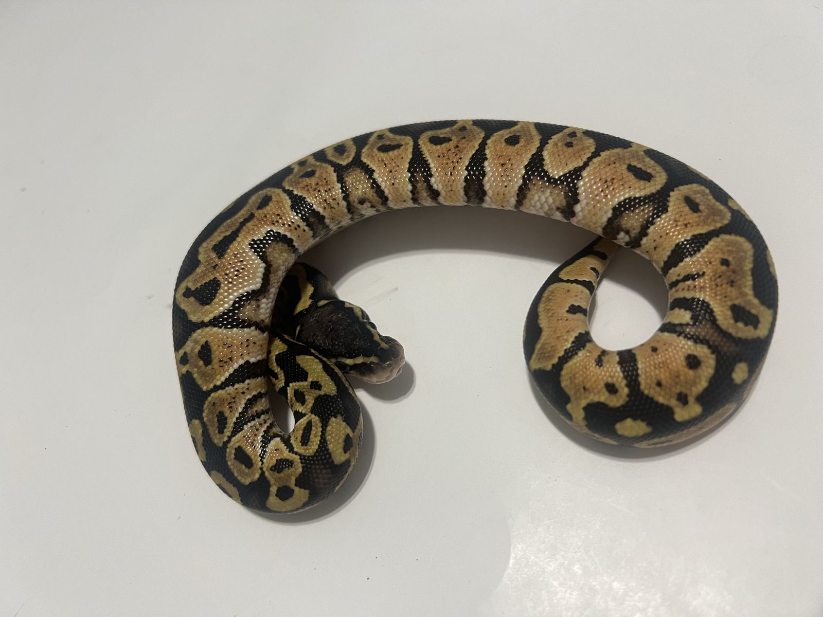 Pet Ball Python Morph Snake #42