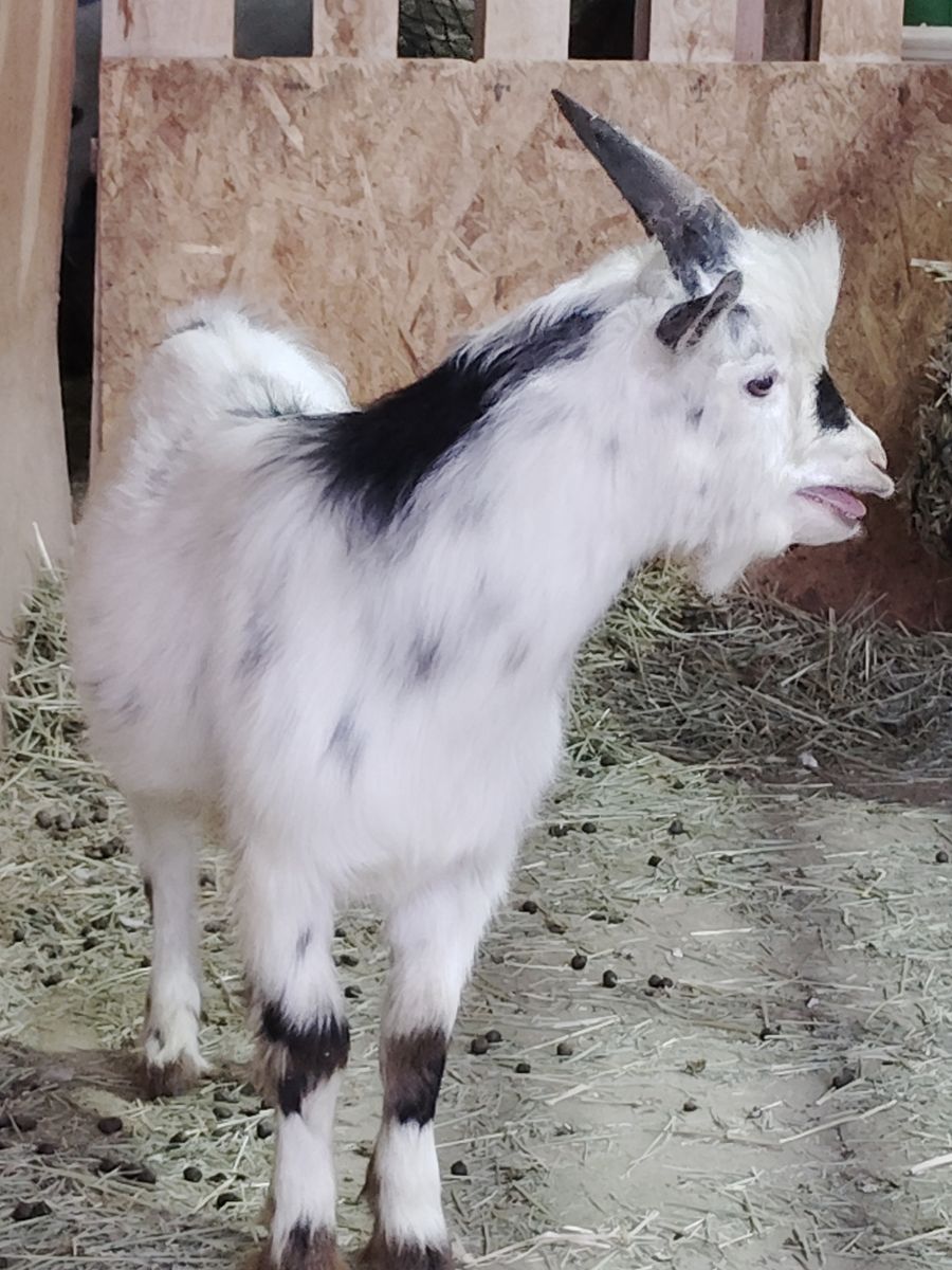 Nigerian Dwarf Stud