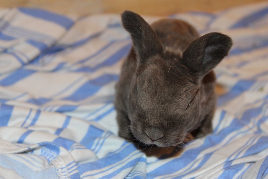 Meet Bruno! Reserve your Easter Bunny
