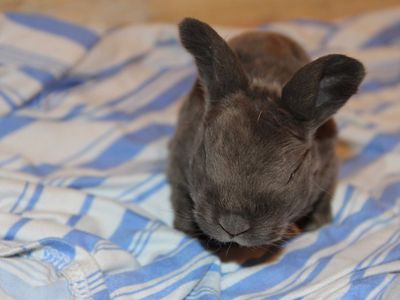 Meet Bruno! Reserve your Easter Bunny